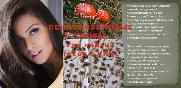 стафф Алзамай